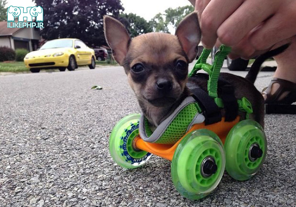 وسیله متحرک برای سگ با پرینترهای 3D